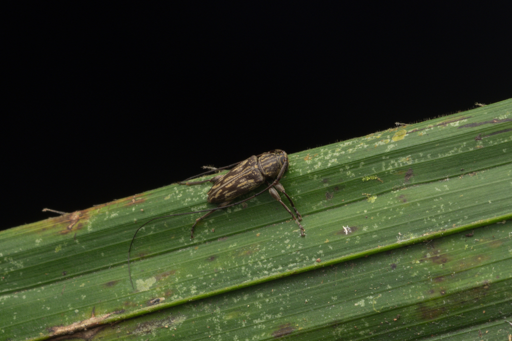 Nyssodrysternum rodens