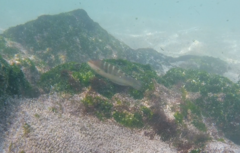 Halichoeres notospilus