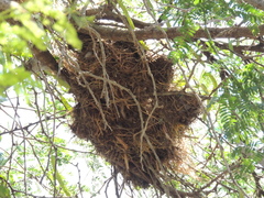 Campylorhynchus nuchalis