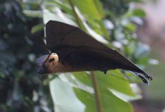 Pteropus seychellensis seychellensis