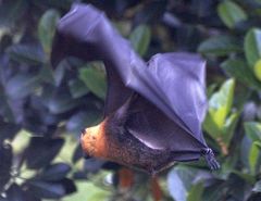 Pteropus seychellensis seychellensis