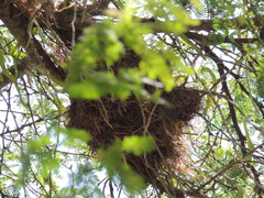 Campylorhynchus nuchalis