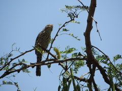 Campylorhynchus nuchalis