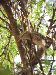 Campylorhynchus nuchalis