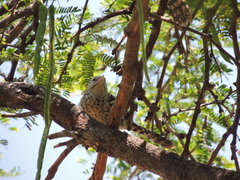 Campylorhynchus nuchalis