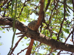 Campylorhynchus nuchalis