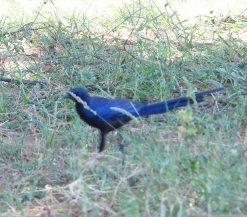 Meves's Starling (Lamprotornis mevesii)