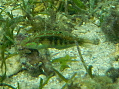 Halichoeres miniatus