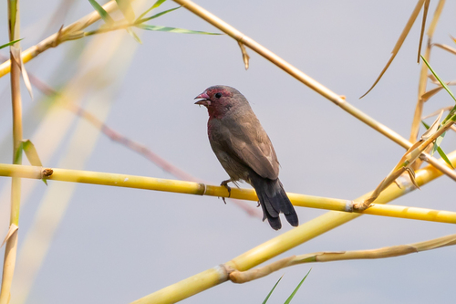 Brown Firefinch (Lagonosticta nitidula), photo 10