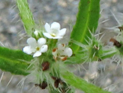 Cryptantha maritima