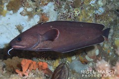 Lotella rhacina