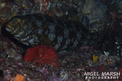 Aplodactylus westralis