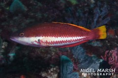 Pseudolabrus biserialis