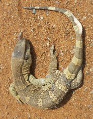 Varanus albigularis albigularis