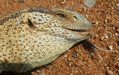 Varanus albigularis albigularis