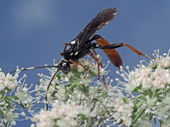Amblyjoppa fuscipennis
