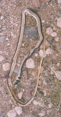 Psammophis angolensis