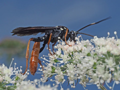 Amblyjoppa fuscipennis