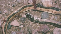 Psammophis angolensis