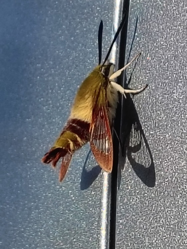 Hummingbird Clearwing
