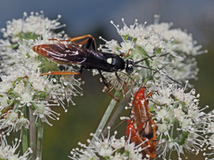 Amblyjoppa fuscipennis