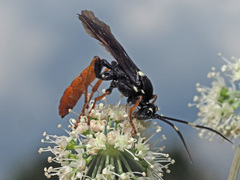 Amblyjoppa fuscipennis