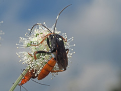 Amblyjoppa fuscipennis