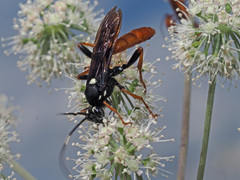 Amblyjoppa fuscipennis