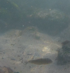 Halichoeres notospilus