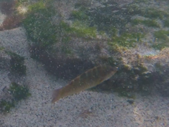 Halichoeres notospilus