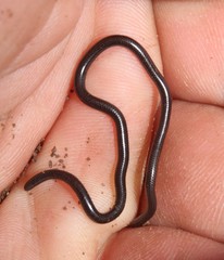 Leptotyphlops incognitus