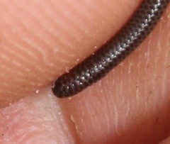 Leptotyphlops incognitus