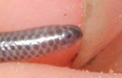 Leptotyphlops incognitus