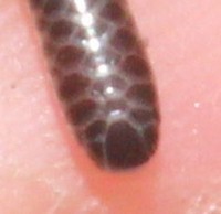 Leptotyphlops incognitus