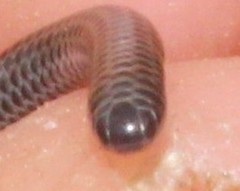 Leptotyphlops incognitus