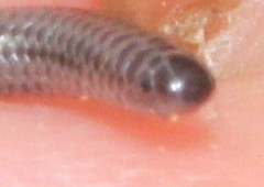 Leptotyphlops incognitus