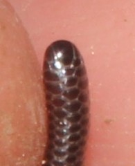 Leptotyphlops incognitus