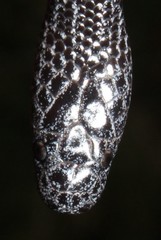 Lycophidion variegatum