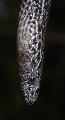 Lycophidion variegatum