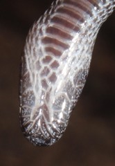 Lycophidion variegatum
