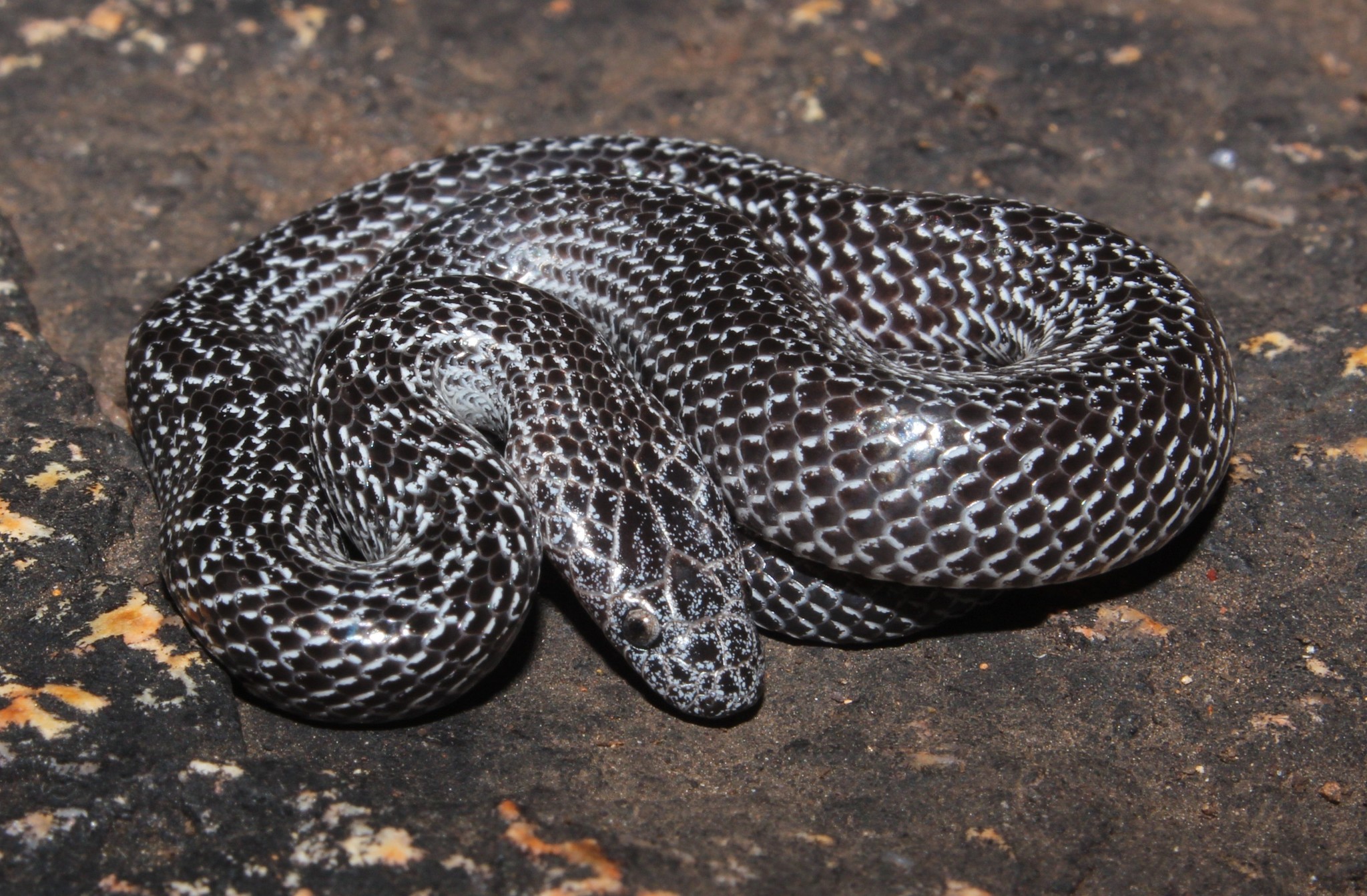 African Wolf Snakes (Genus Lycophidion) · iNaturalist