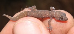 Pachydactylus affinis