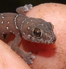 Pachydactylus affinis