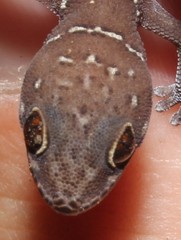 Pachydactylus affinis