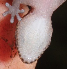 Pachydactylus affinis