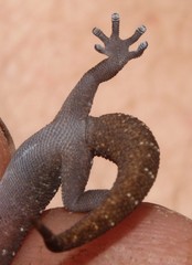Pachydactylus affinis
