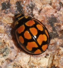 Cheilomenes lunata
