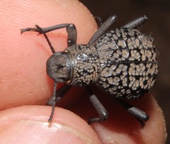 Pimeliinae
