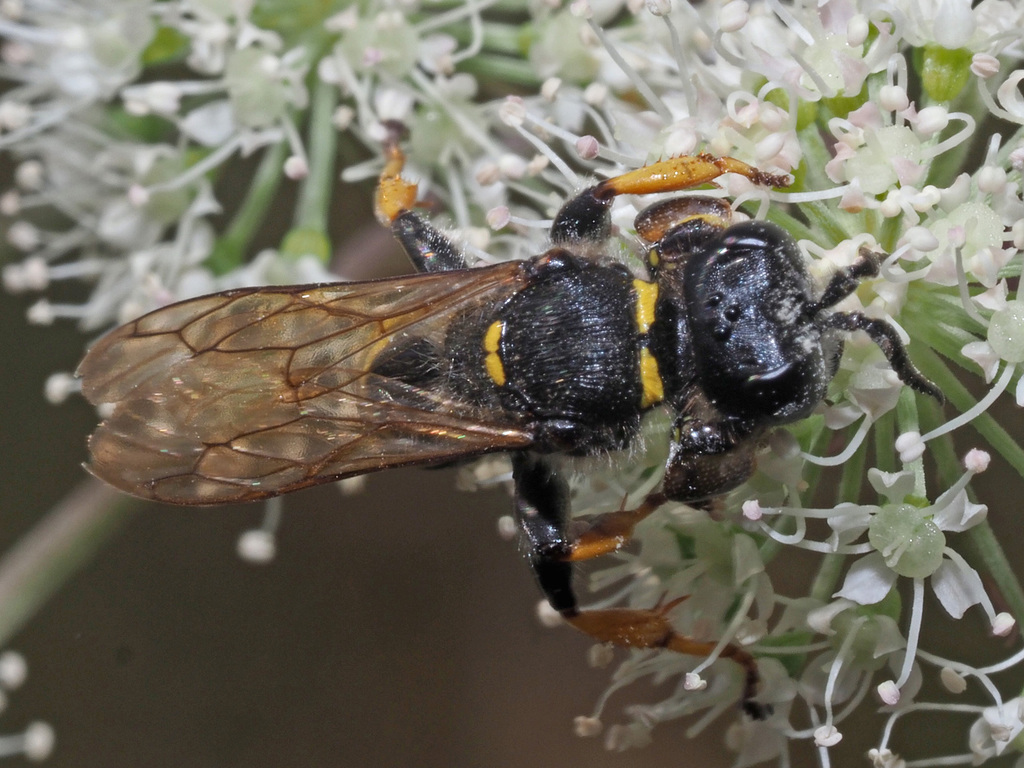 Common Slender-bodied Digger Wasp