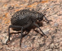 Pimeliinae